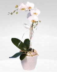 1 dall orkide saks iei  Adana iek siparii online ieki , iek siparii 